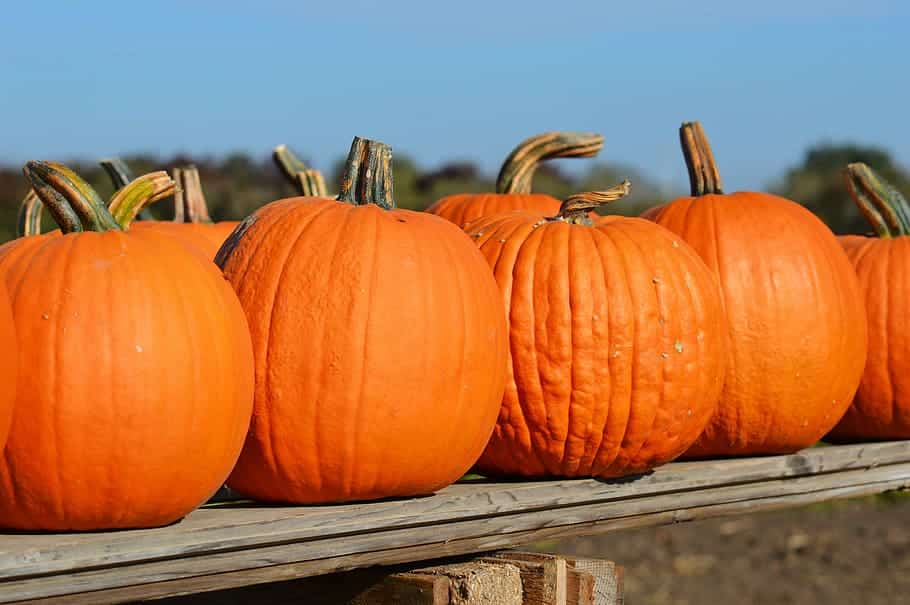 Decorate your pumpkins!